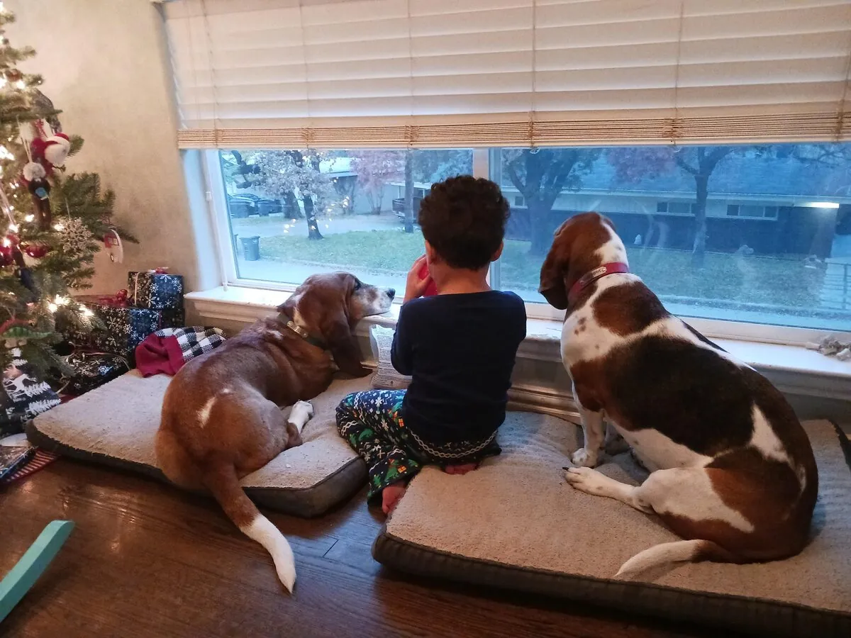 Levi between two basset hounds, all looking out the window by the Christmas tree